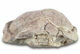 Fossil Tortoise (Stylemys) Shell - Nebraska #269617-4